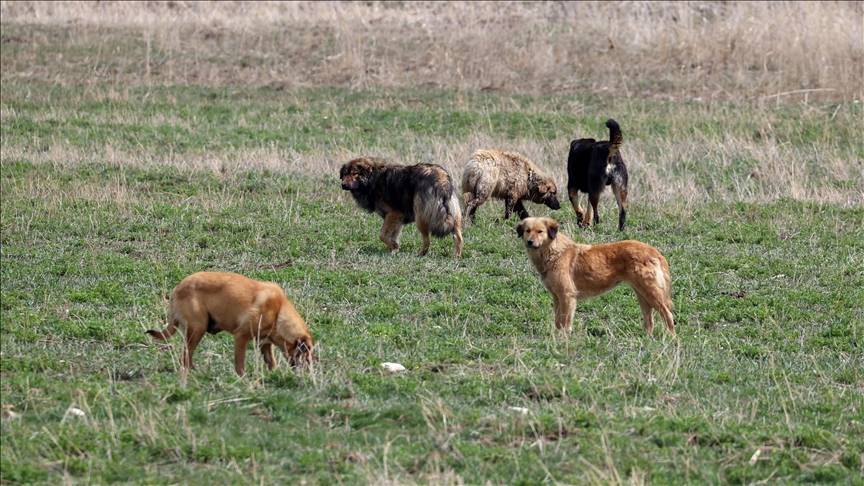 İşte 10 soruda başıboş köpek düzenlemesi! Ötanazi uygulanacak mı? 13